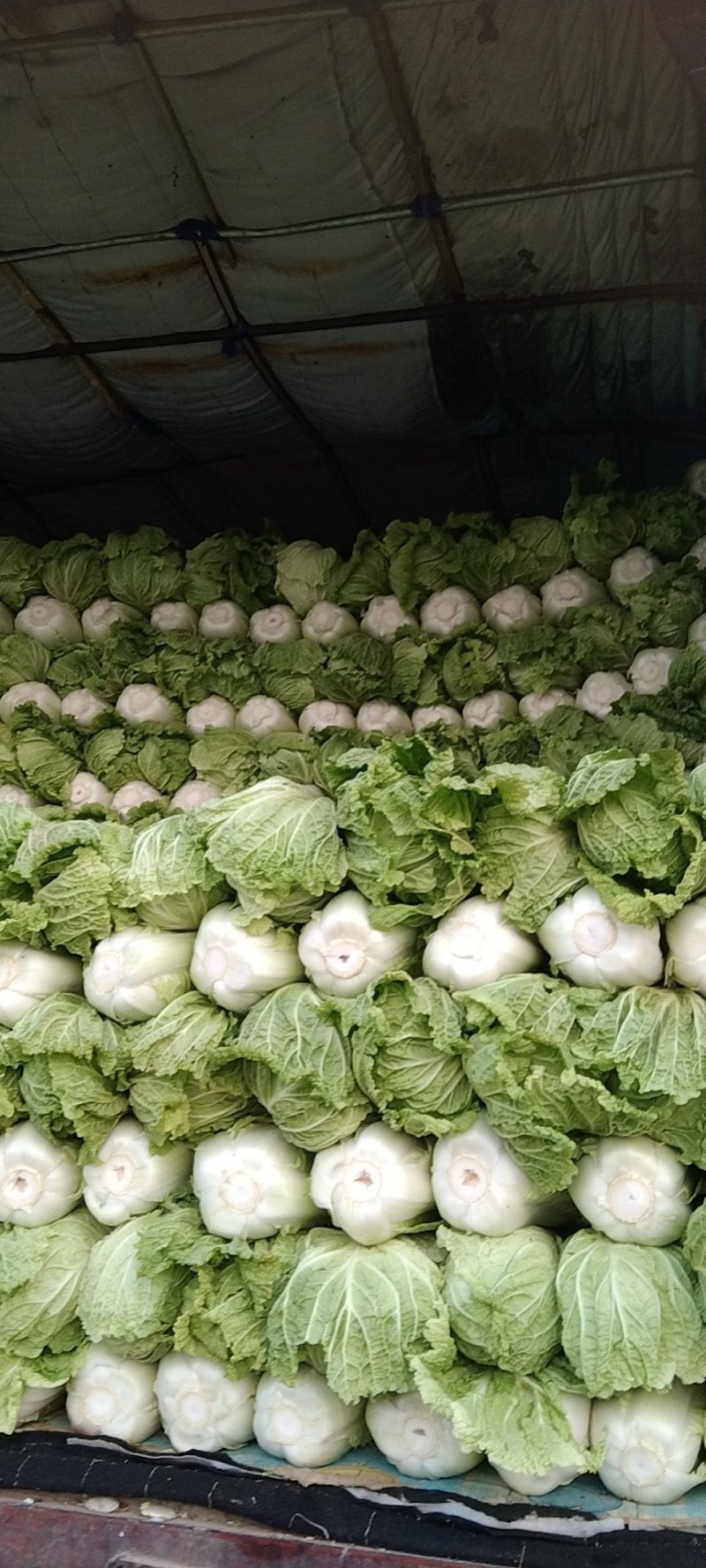 精品北京3号大白菜，基地直发，货源稳定，菜农精挑细选