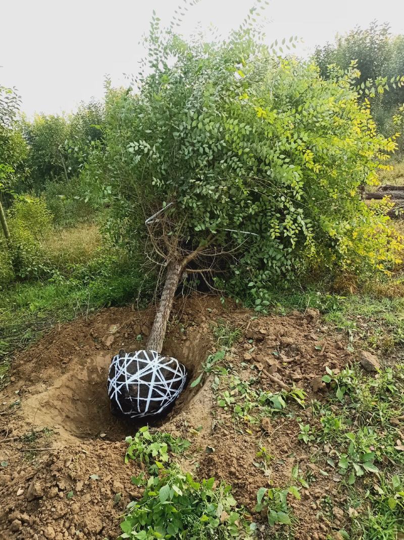 金叶榆，基地，大量供应，3-20公分，量大，欢迎朋友前来
