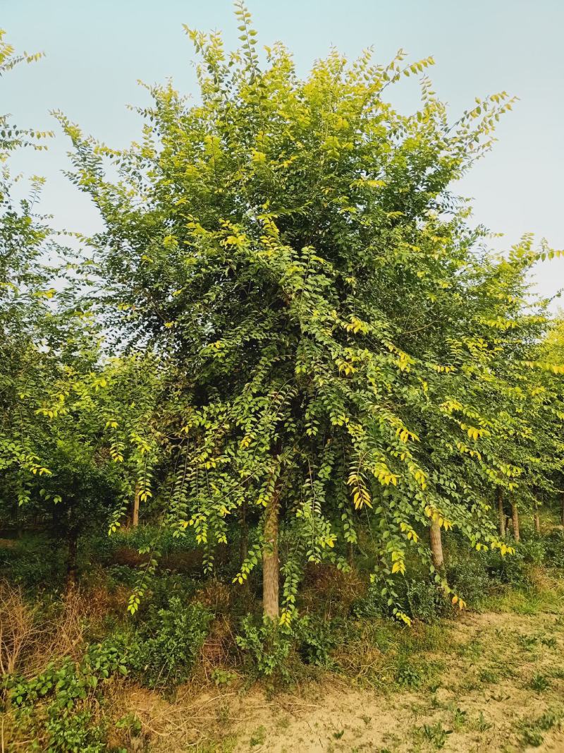 金叶榆，基地，大量供应，3-20公分，量大，欢迎朋友前来
