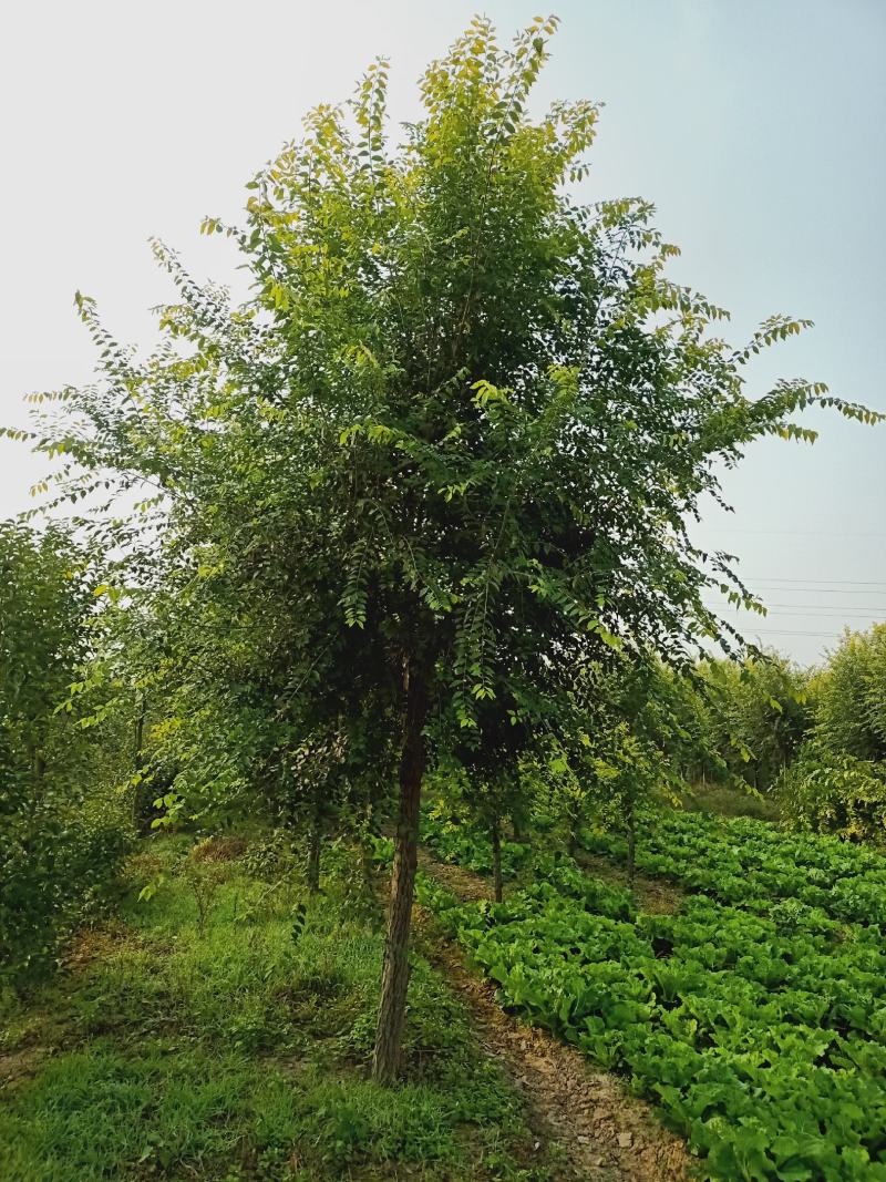 金叶榆，基地，大量供应，3-20公分，量大，欢迎朋友前来