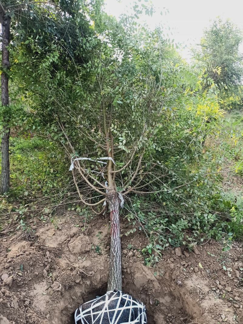 金叶榆，基地，大量供应，3-20公分，量大，欢迎朋友前来