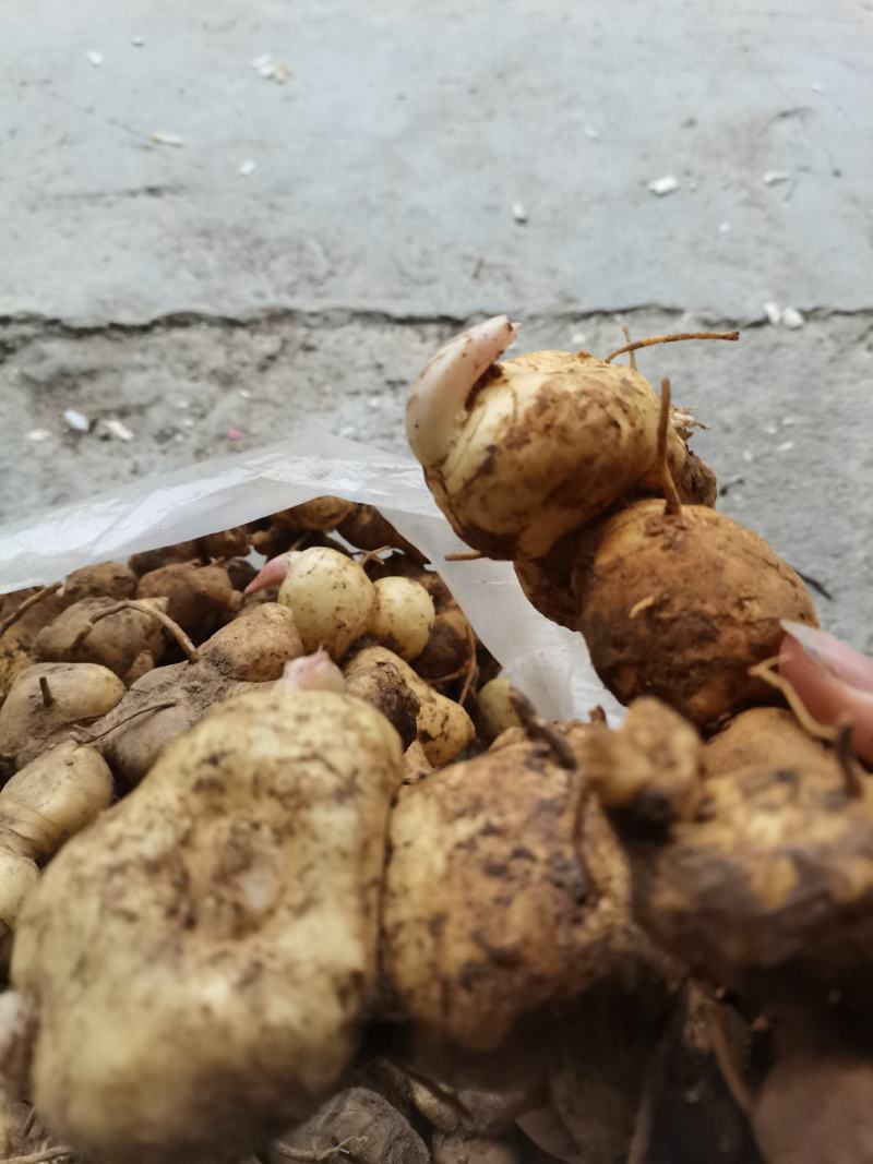 【荐】黄精，鸡头黄精，老虎姜