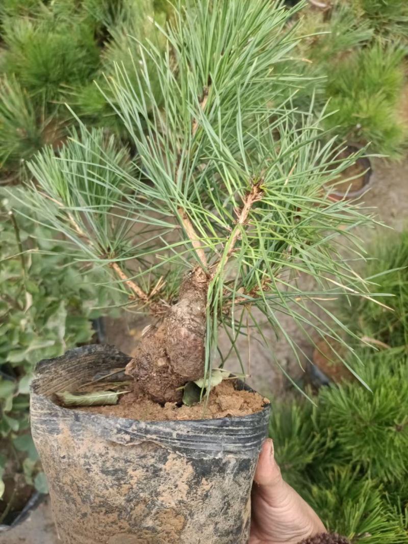黑松造型盆景6年不含盆