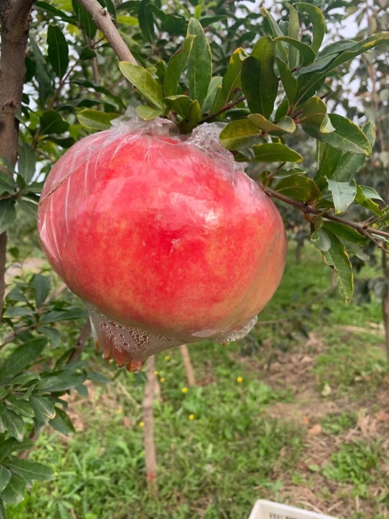 江石榴