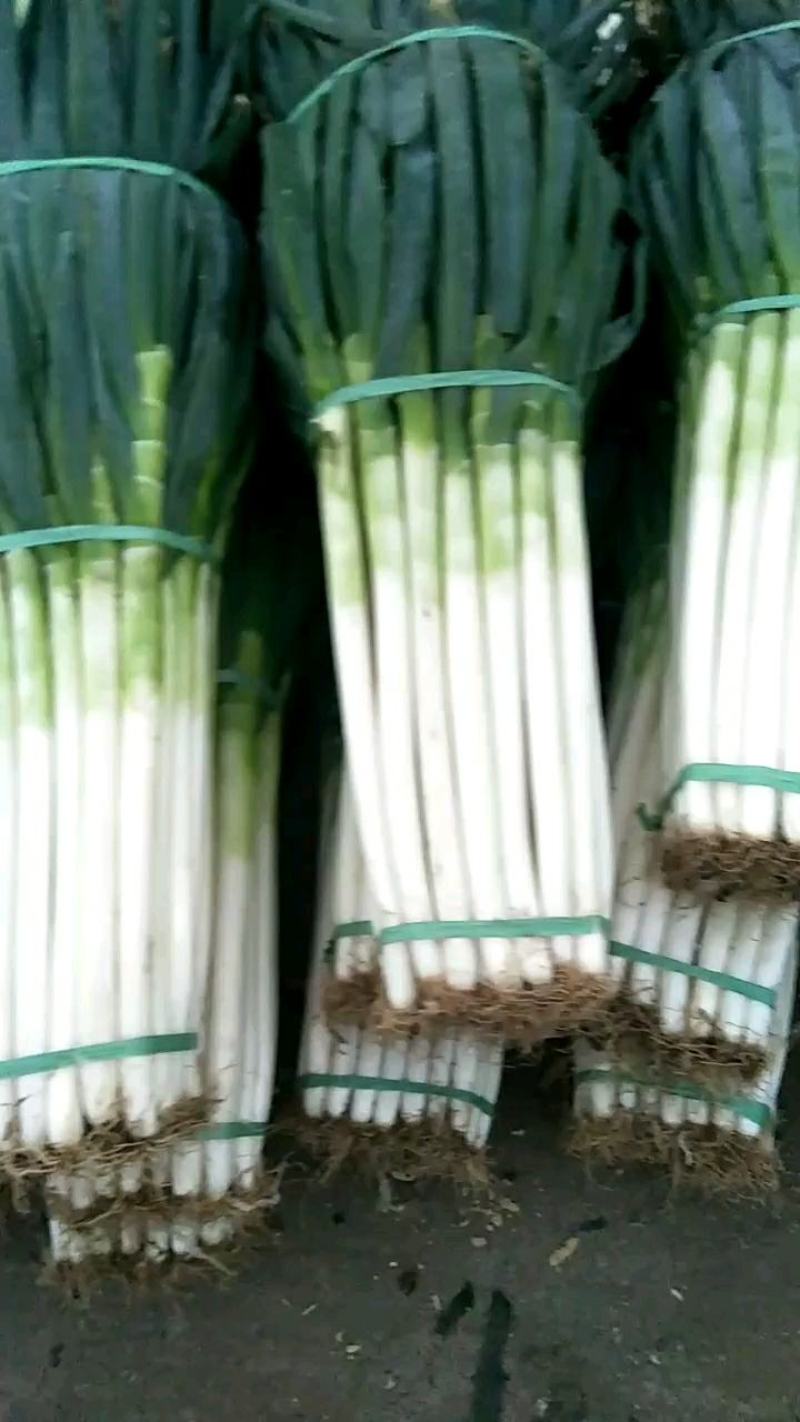 净葱质量好价格合适欢迎各位客商光临选购