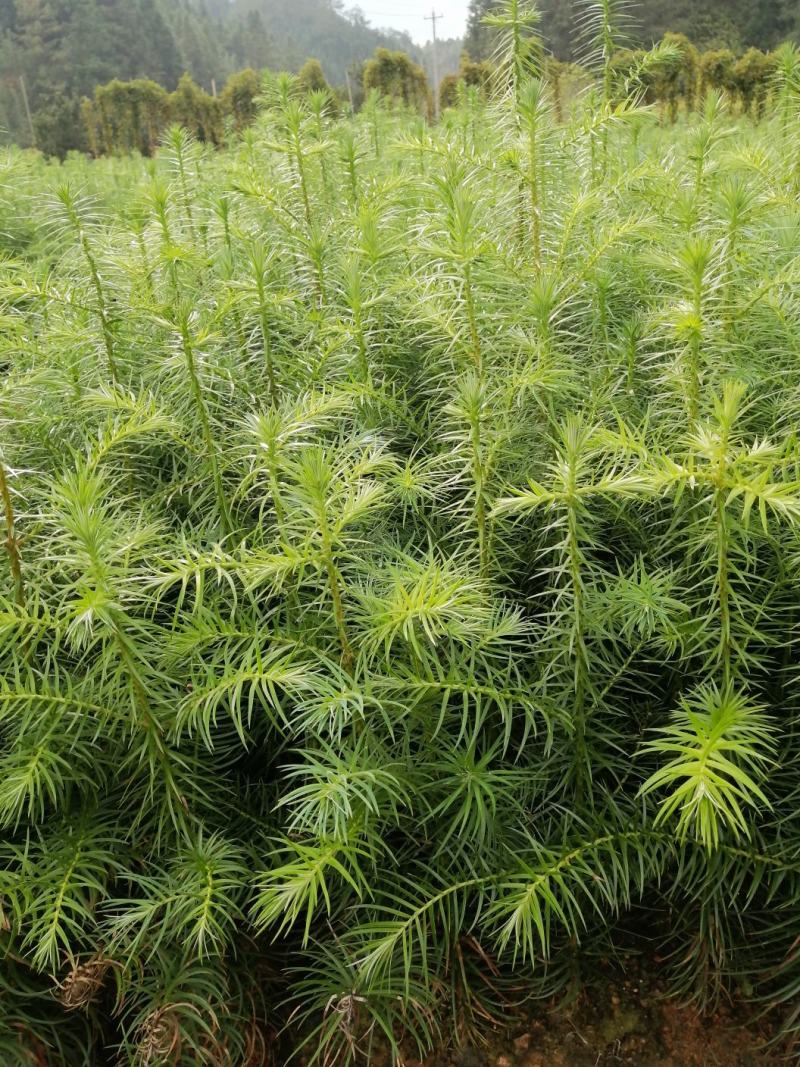 苗木出售