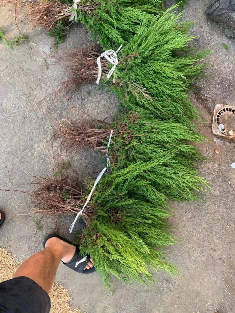 大！40公分塔柏苗蜀桧苗塔柏小苗安徽塔柏苗基地