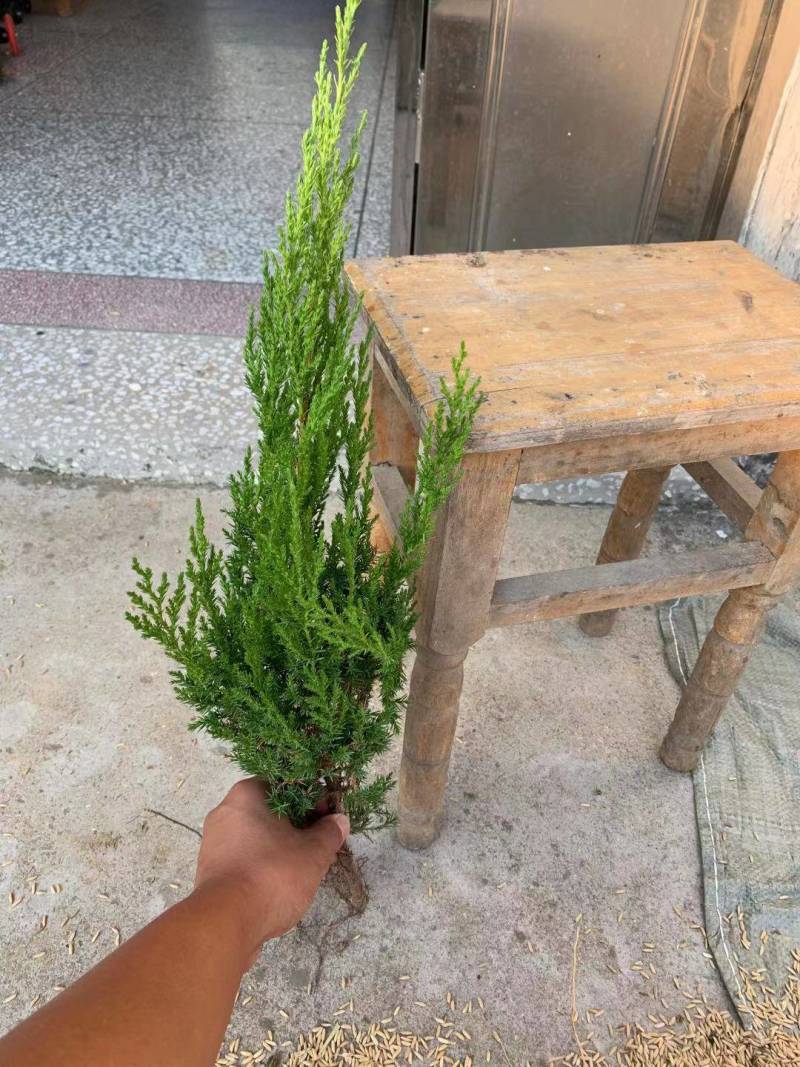 大！40公分塔柏苗蜀桧苗塔柏小苗安徽塔柏苗基地