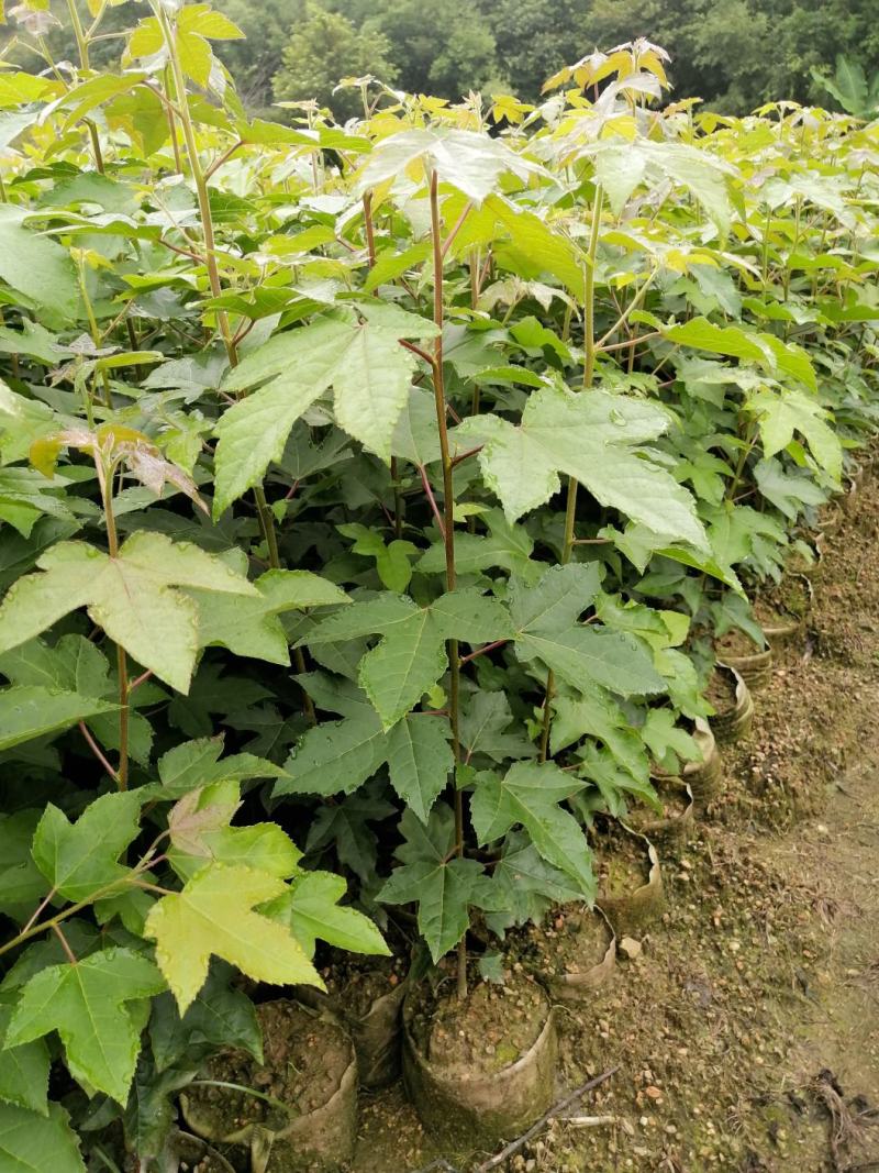 苗木出售