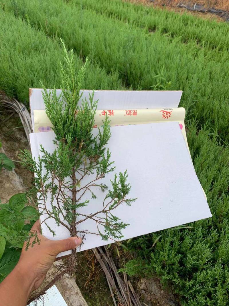 大！40公分塔柏苗蜀桧苗塔柏小苗安徽塔柏苗基地
