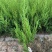 大！40公分塔柏苗蜀桧苗塔柏小苗安徽塔柏苗基地