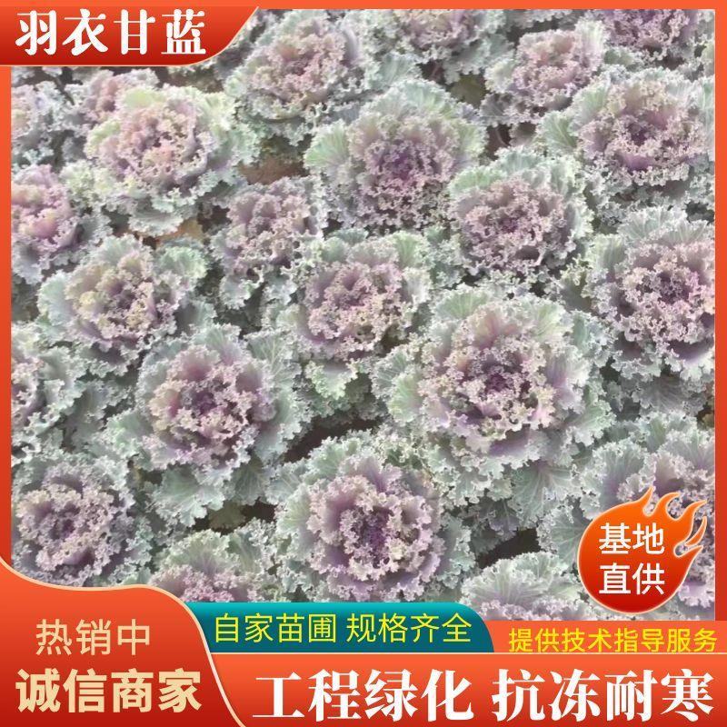 羽衣甘蓝，品种有鸽系，有欧系的，山东青州基地直销大量有货