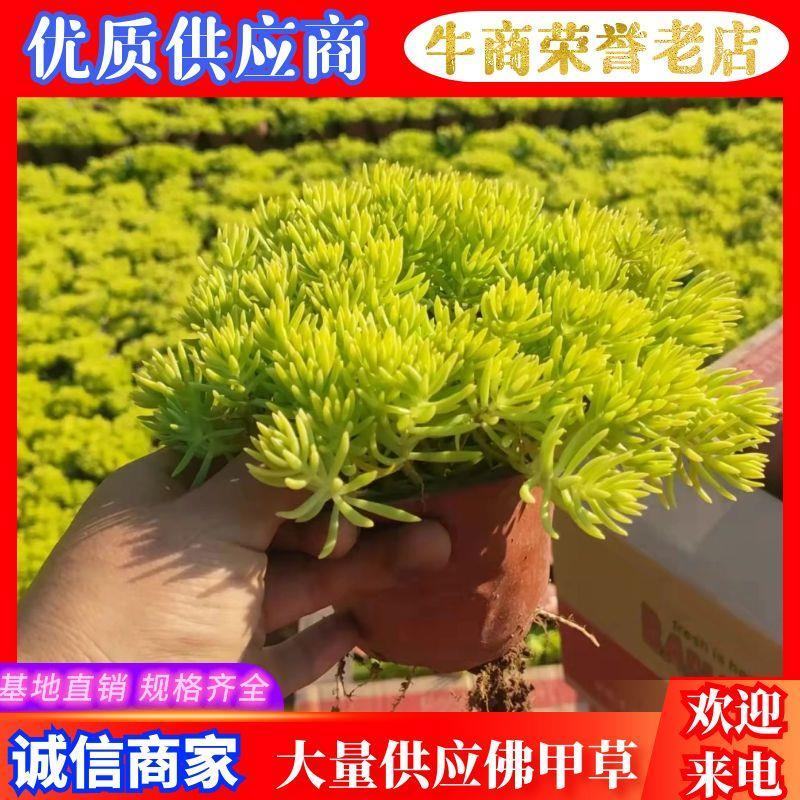 佛甲草（黄金条）山东基地直销，有绿叶佛甲草，黄叶佛甲草