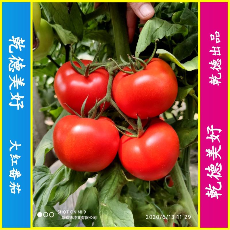 【包邮】乾德美好大红番茄种子精品果抗病能力强西红柿种子