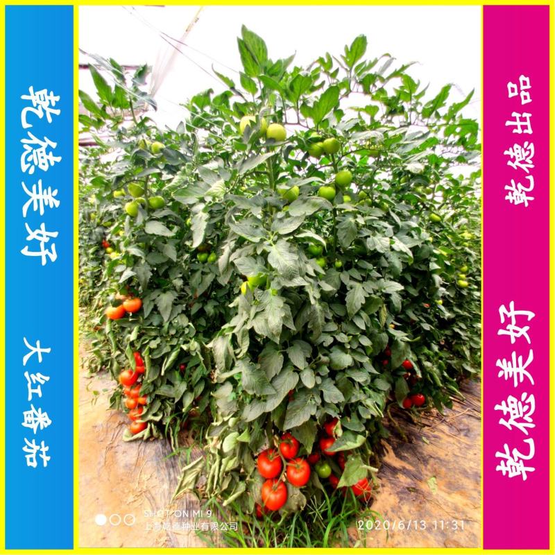 【包邮】乾德美好大红番茄种子精品果抗病能力强西红柿种子