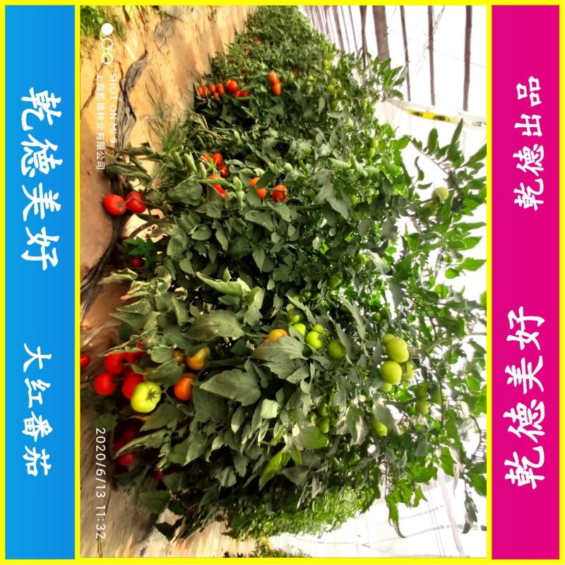 【包邮】乾德美好大红番茄种子精品果抗病能力强西红柿种子