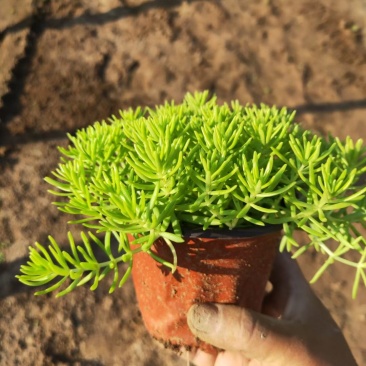 金叶佛甲草，山东佛甲草基地直销，规格齐全，质量好价格低
