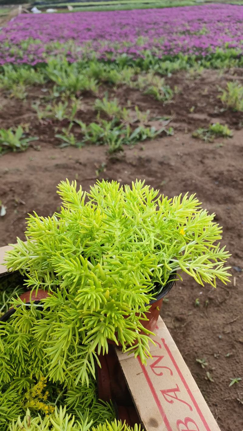 金叶佛甲草，山东佛甲草基地直销，规格齐全，质量好价格低