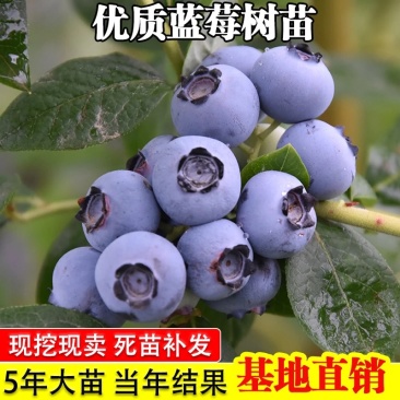 蓝莓蓝莓树蓝莓苗蓝莓5年结果大苗