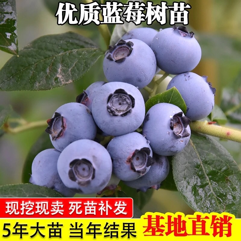 蓝莓蓝莓树蓝莓苗蓝莓5年结果大苗