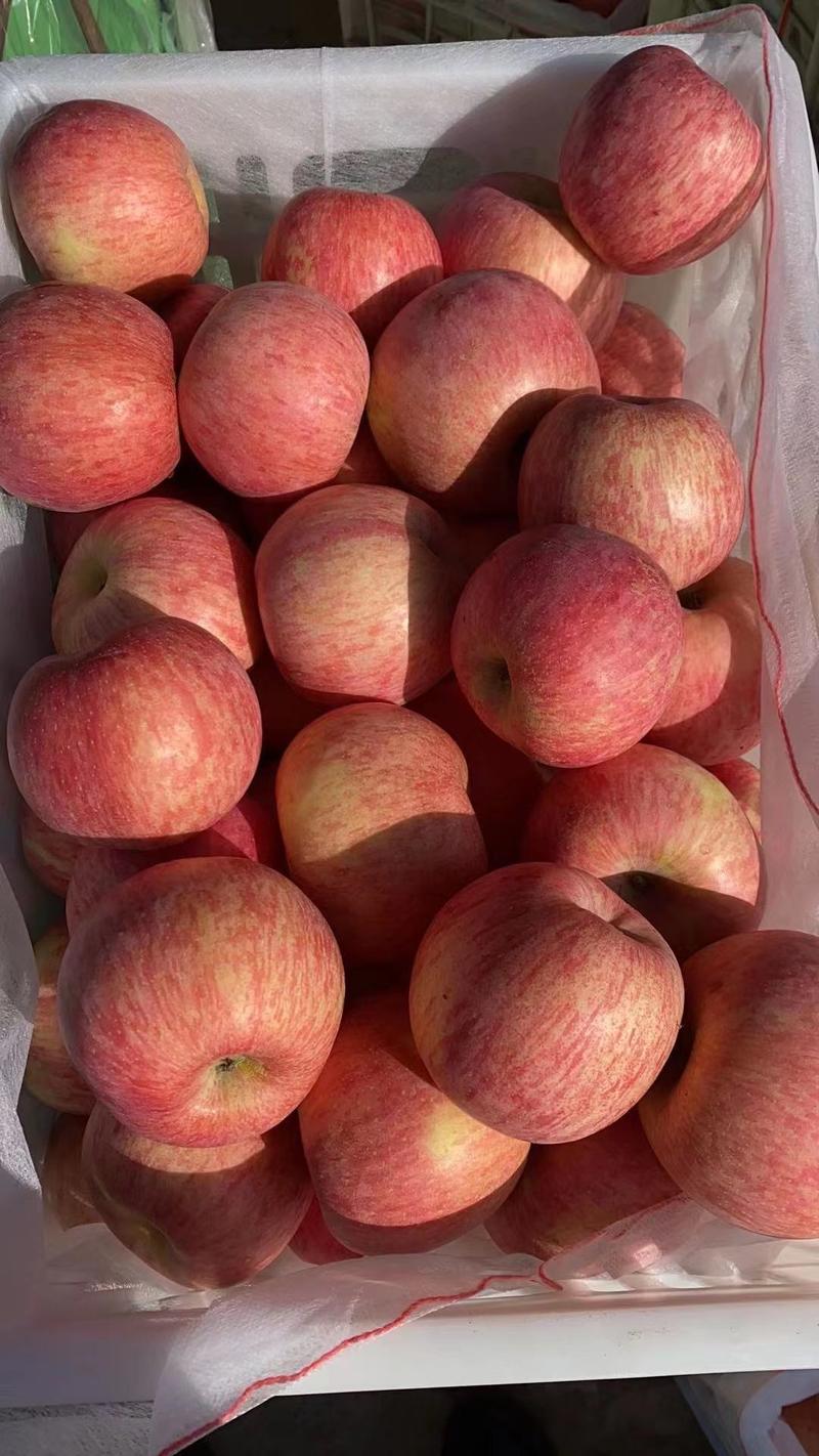【优选】精品苹果产地一手货源质量保证价格低廉新鲜采摘