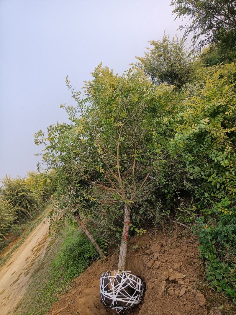 山东金叶榆基地直供现挖现发好养耐活规格齐全品质保证