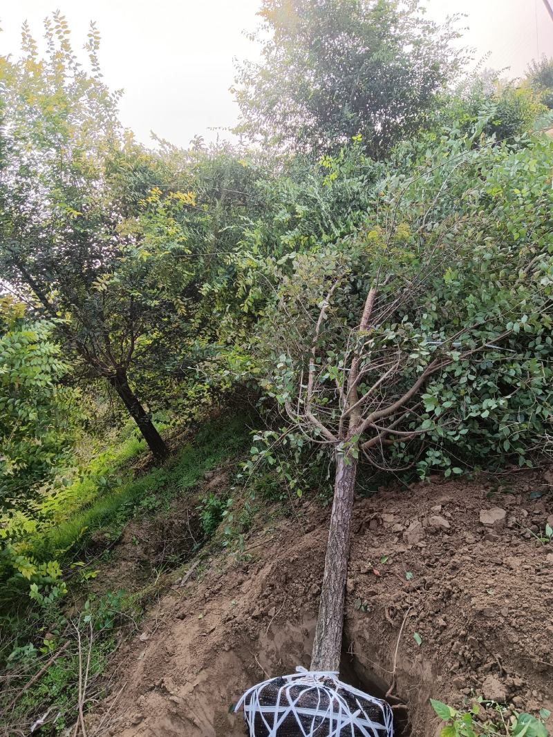 山东金叶榆基地直供现挖现发好养耐活规格齐全品质保证