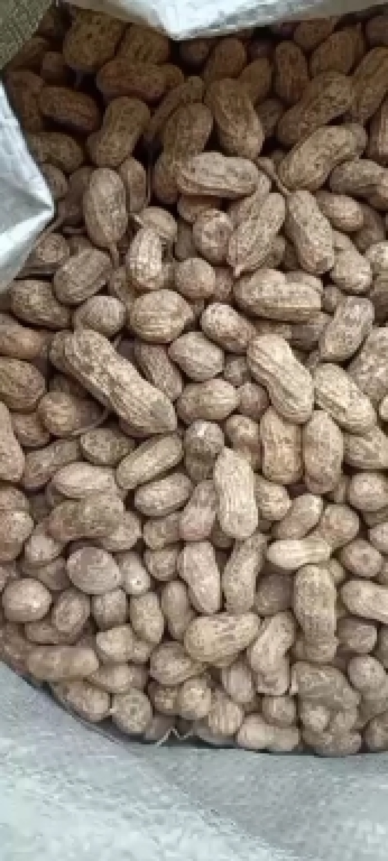 带泥鲜花生，有统货，手工精品货，量大从优