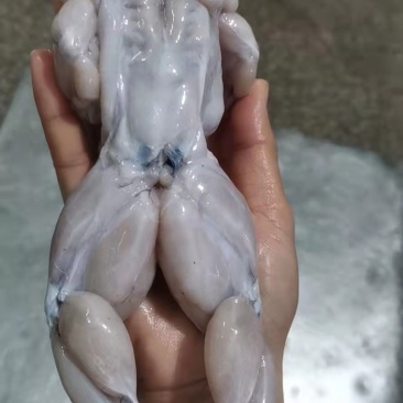 牛蛙，冰鲜牛蛙，全部采用活蛙现杀