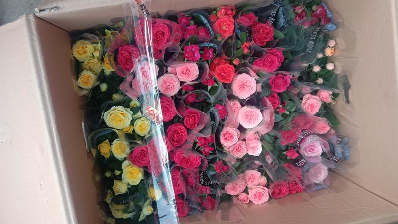 多色玫瑰，大量有货，物流直发，欢迎咨询订购