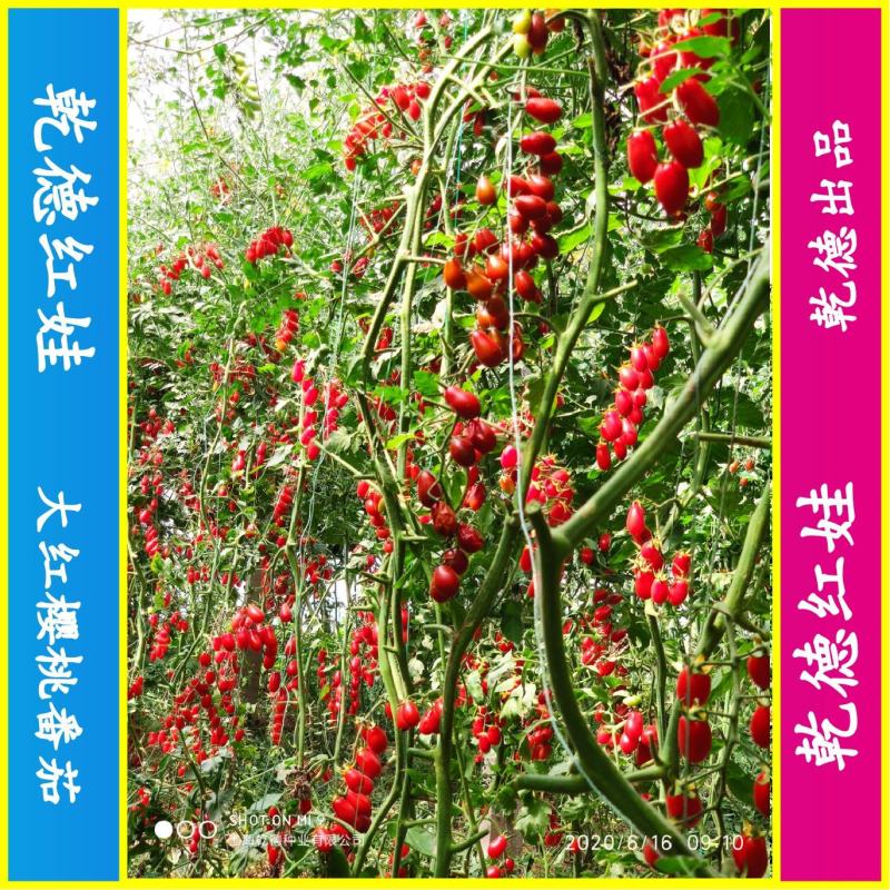【包邮】乾德红娃红果樱桃番茄口感好易坐果春秋茬口