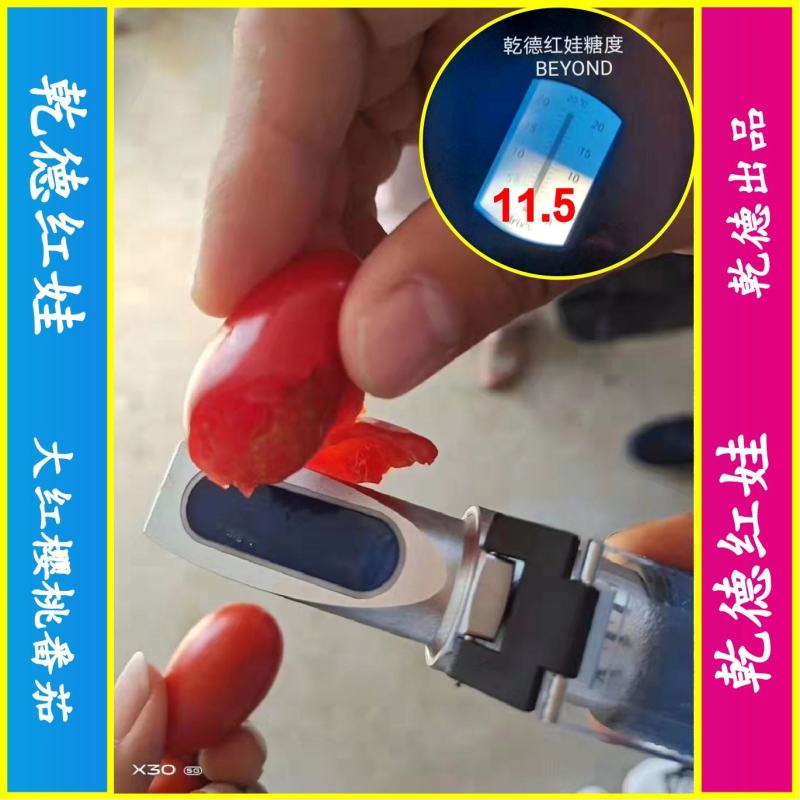 【包邮】乾德红娃红果樱桃番茄口感好易坐果春秋茬口