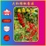 【包邮】乾德红娃红果樱桃番茄口感好易坐果春秋茬口