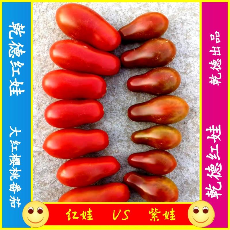 【包邮】乾德红娃红果樱桃番茄口感好易坐果春秋茬口