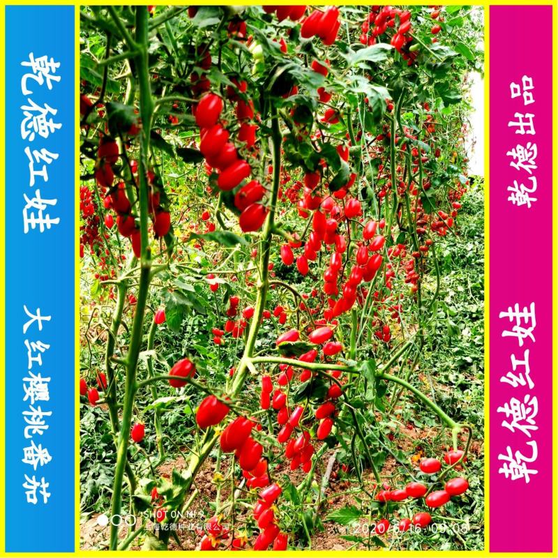【包邮】乾德红娃红果樱桃番茄口感好易坐果春秋茬口