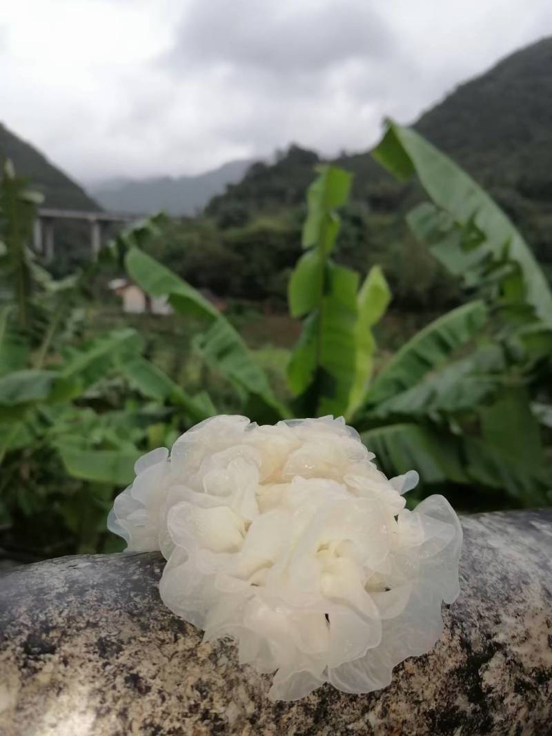 新鲜雪杉耳白木耳白色，肉厚，多胶，桂花香味
