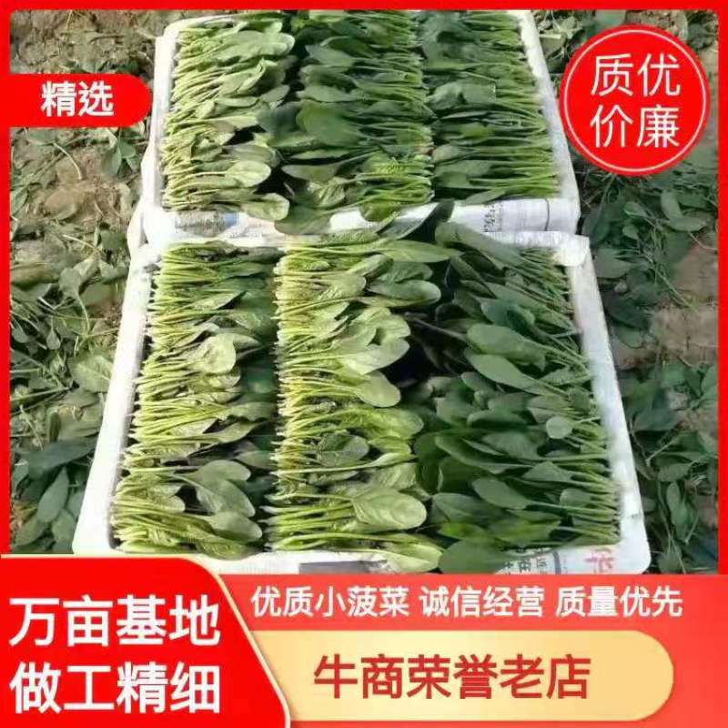 优质小圆叶菠菜，万亩基地直供，质优价廉，做工精细，
