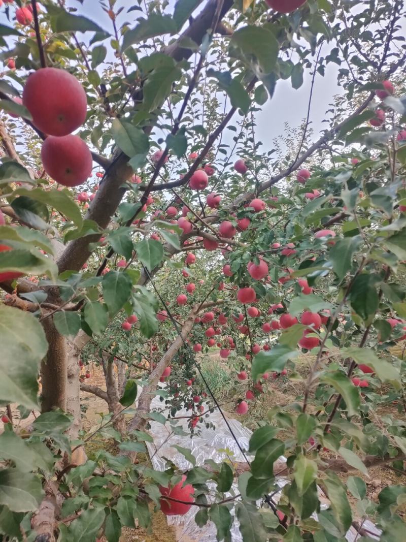 大量供应冰糖心红富士苹果