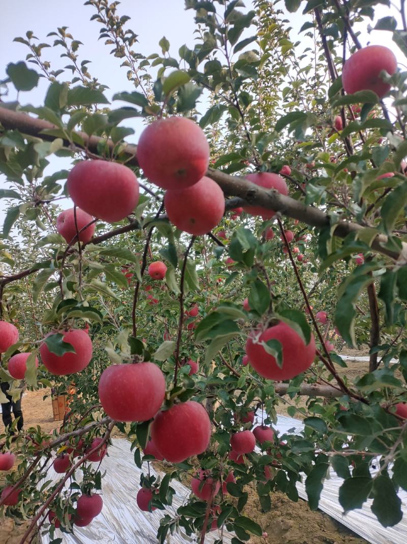 大量供应冰糖心红富士苹果