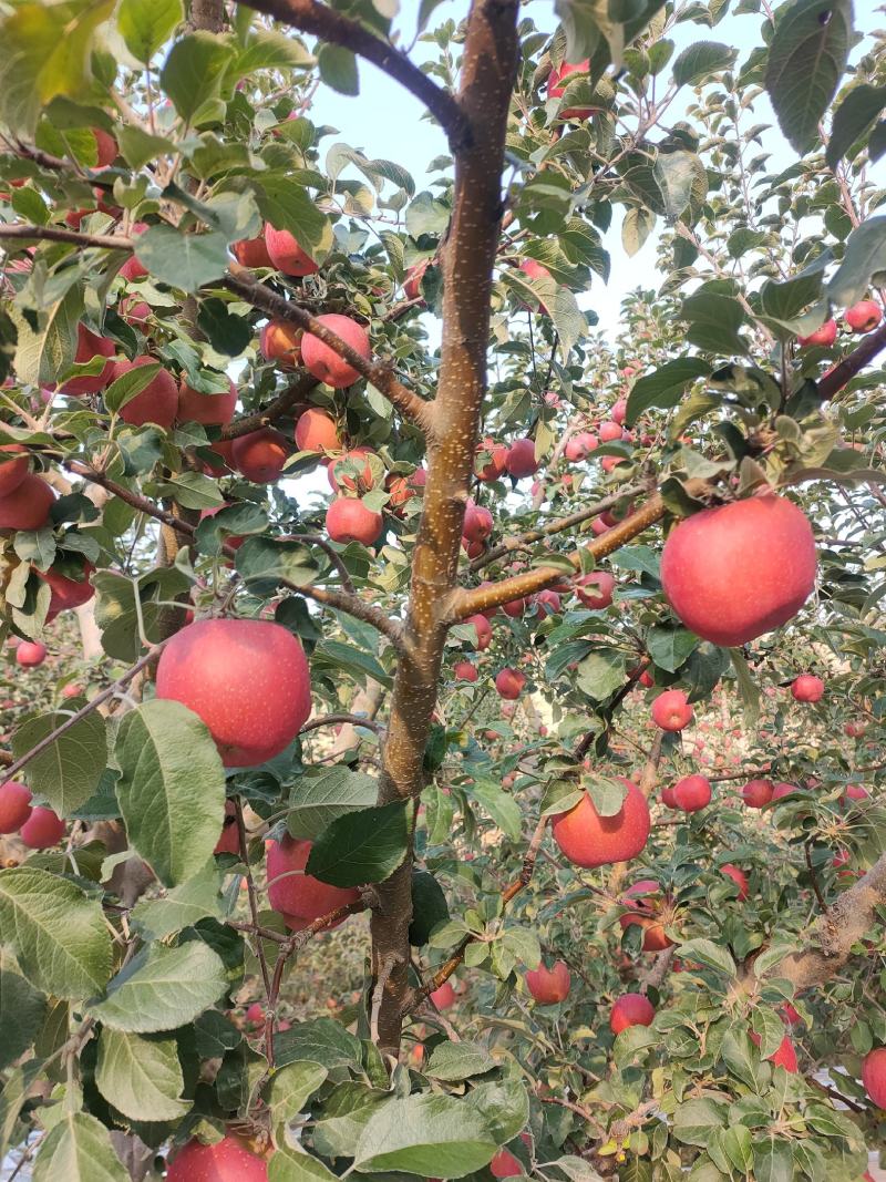 大量供应冰糖心红富士苹果