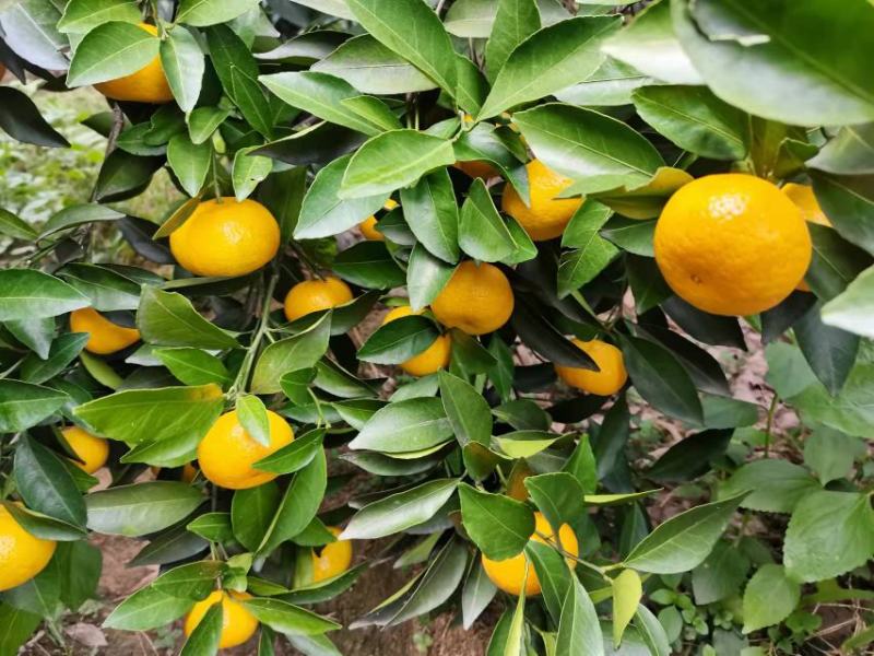 新余蜜橘大量上市，又名本地早