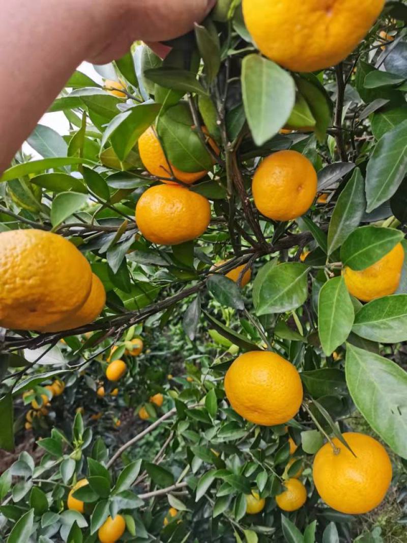 新余蜜橘大量上市，又名本地早