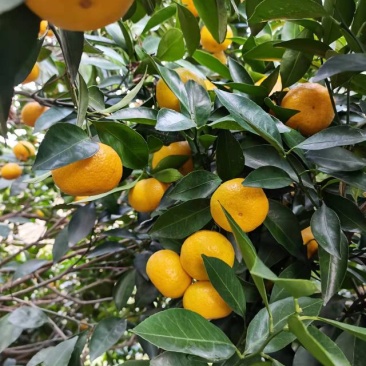新余蜜橘大量上市，又名本地早