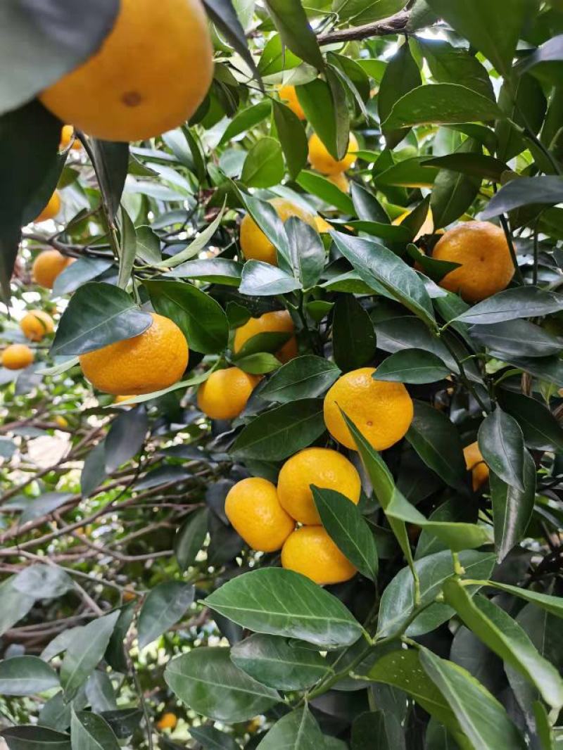 新余蜜橘大量上市，又名本地早