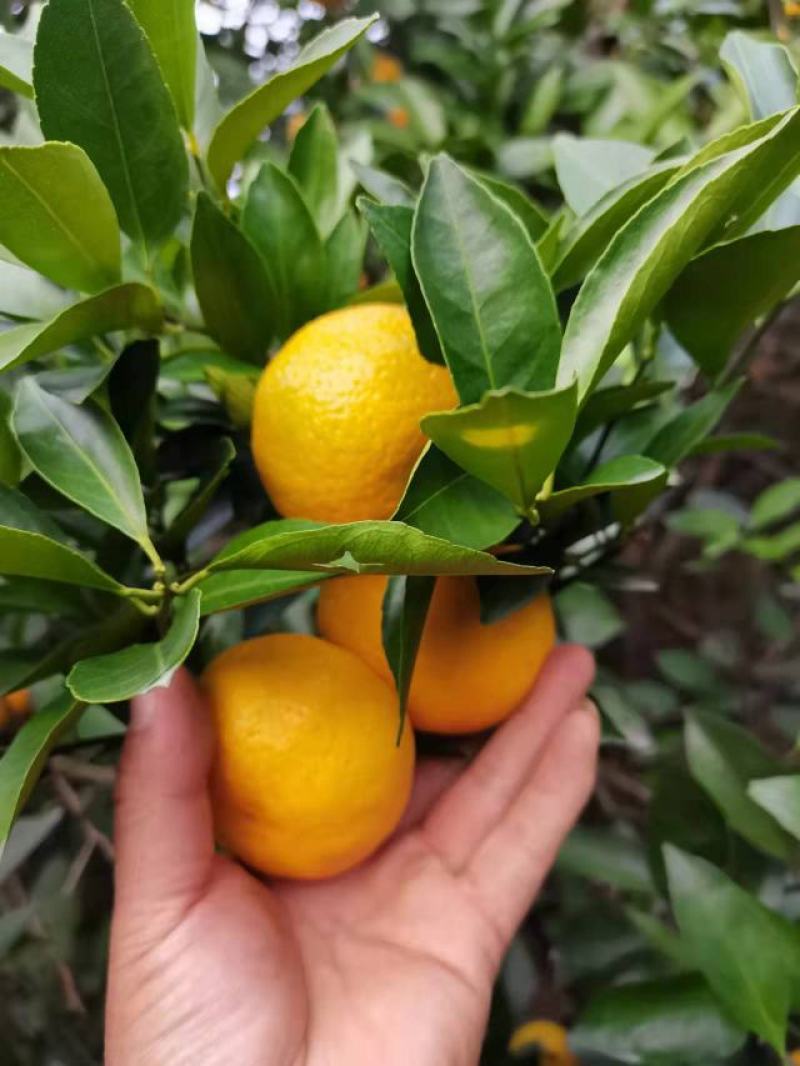 新余蜜橘大量上市，又名本地早