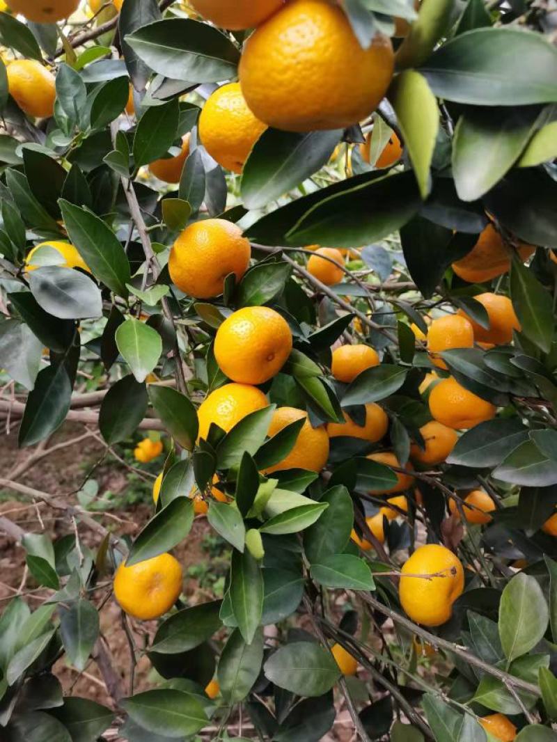 新余蜜橘大量上市，又名本地早