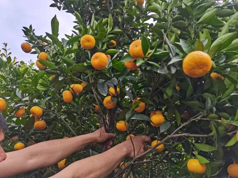 新余蜜橘大量上市，又名本地早