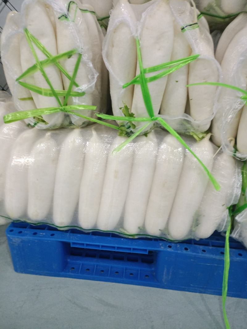 【推荐】白萝卜可长供应市场.超市.加工厂.电商，合作共赢