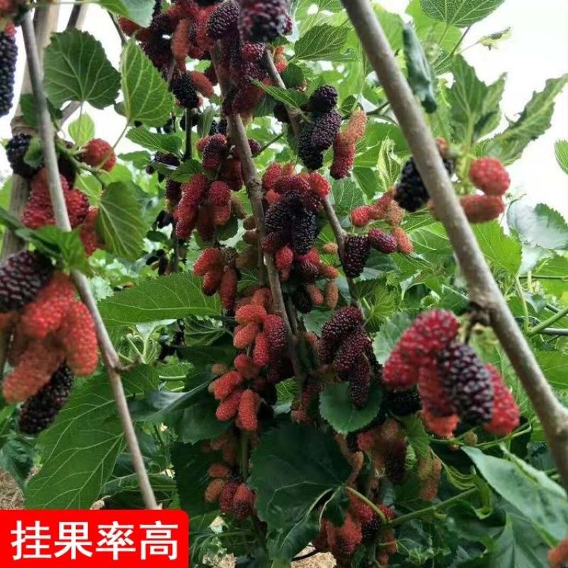 台湾四季长桑果苗嫁接苗当年结果无籽大果桑苗