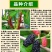 台湾四季长桑果苗嫁接苗当年结果无籽大果桑苗